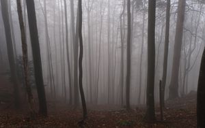 Preview wallpaper forest, autumn, darkness, trees, fog