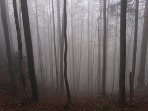 Preview wallpaper forest, autumn, darkness, trees, fog