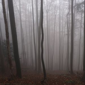 Preview wallpaper forest, autumn, darkness, trees, fog