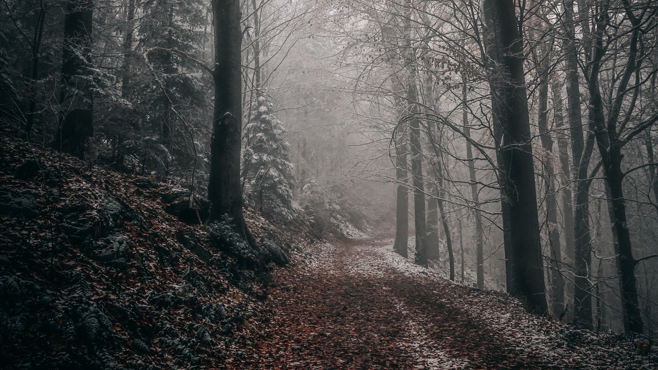 Wallpaper forest, autumn, fog, foliage, path, trees