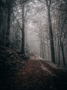 Preview wallpaper forest, autumn, fog, foliage, path, trees