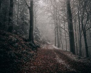 Preview wallpaper forest, autumn, fog, foliage, path, trees
