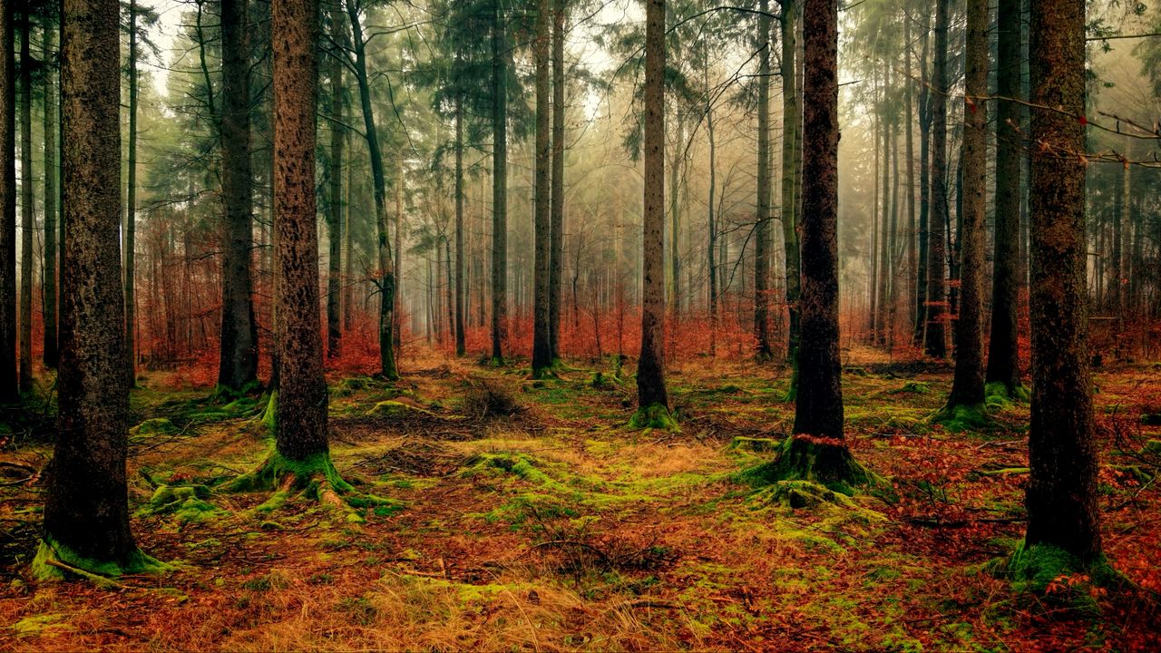 Wallpaper forest, autumn, fog, foliage, fallen
