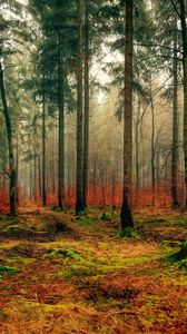 Preview wallpaper forest, autumn, fog, foliage, fallen