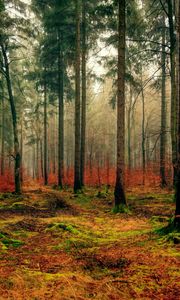 Preview wallpaper forest, autumn, fog, foliage, fallen