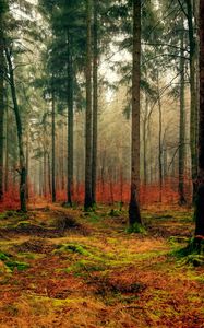 Preview wallpaper forest, autumn, fog, foliage, fallen
