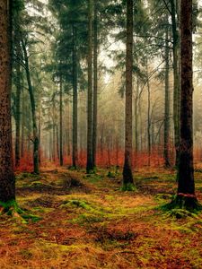 Preview wallpaper forest, autumn, fog, foliage, fallen