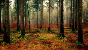 Preview wallpaper forest, autumn, fog, foliage, fallen