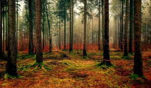 Preview wallpaper forest, autumn, fog, foliage, fallen