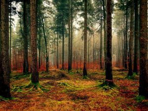 Preview wallpaper forest, autumn, fog, foliage, fallen