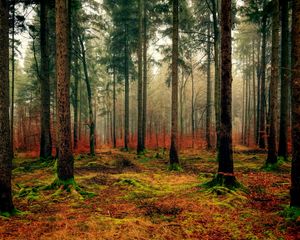 Preview wallpaper forest, autumn, fog, foliage, fallen