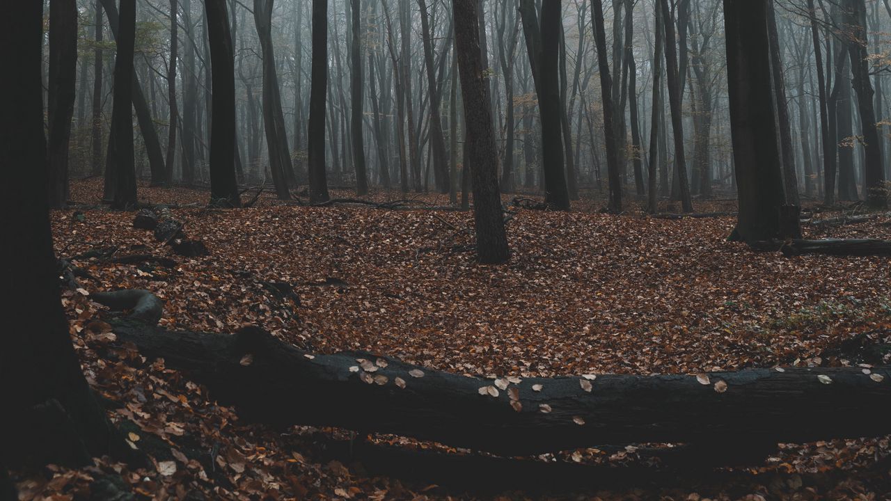 Wallpaper forest, autumn, fog, trees, foliage