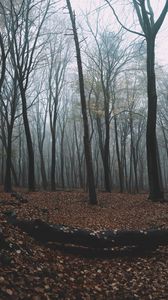 Preview wallpaper forest, autumn, fog, trees, foliage