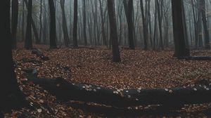Preview wallpaper forest, autumn, fog, trees, foliage