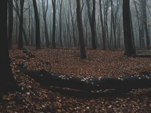 Preview wallpaper forest, autumn, fog, trees, foliage