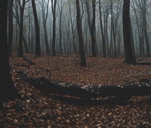 Preview wallpaper forest, autumn, fog, trees, foliage