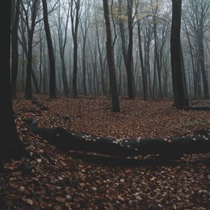 Preview wallpaper forest, autumn, fog, trees, foliage