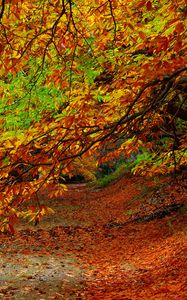 Preview wallpaper forest, autumn, foliage, trees