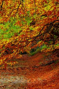 Preview wallpaper forest, autumn, foliage, trees