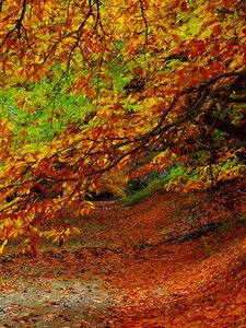 Preview wallpaper forest, autumn, foliage, trees