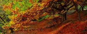 Preview wallpaper forest, autumn, foliage, trees