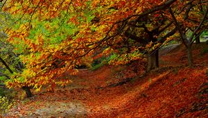 Preview wallpaper forest, autumn, foliage, trees