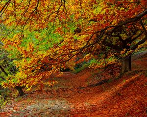 Preview wallpaper forest, autumn, foliage, trees