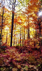 Preview wallpaper forest, autumn forest, autumn, fallen leaves, landscape