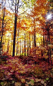 Preview wallpaper forest, autumn forest, autumn, fallen leaves, landscape