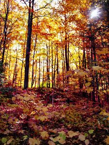 Preview wallpaper forest, autumn forest, autumn, fallen leaves, landscape