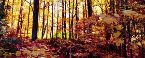 Preview wallpaper forest, autumn forest, autumn, fallen leaves, landscape