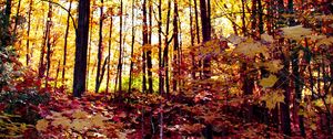 Preview wallpaper forest, autumn forest, autumn, fallen leaves, landscape