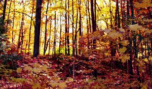 Preview wallpaper forest, autumn forest, autumn, fallen leaves, landscape