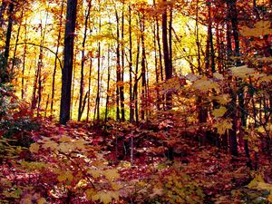 Preview wallpaper forest, autumn forest, autumn, fallen leaves, landscape