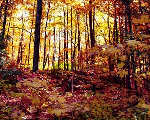 Preview wallpaper forest, autumn forest, autumn, fallen leaves, landscape