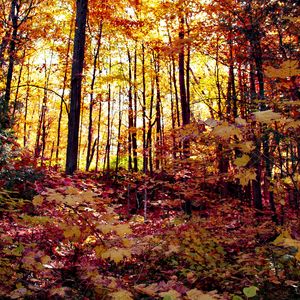 Preview wallpaper forest, autumn forest, autumn, fallen leaves, landscape