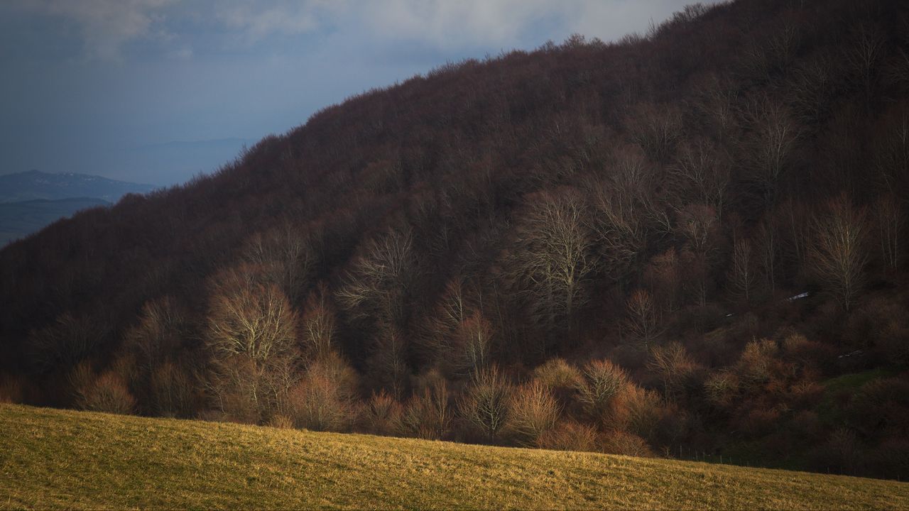 Wallpaper forest, autumn, hill, slope