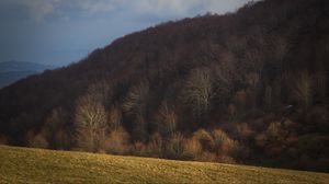 Preview wallpaper forest, autumn, hill, slope