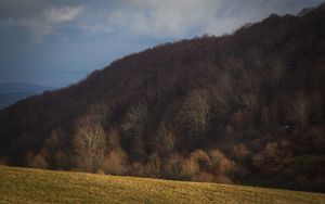 Preview wallpaper forest, autumn, hill, slope