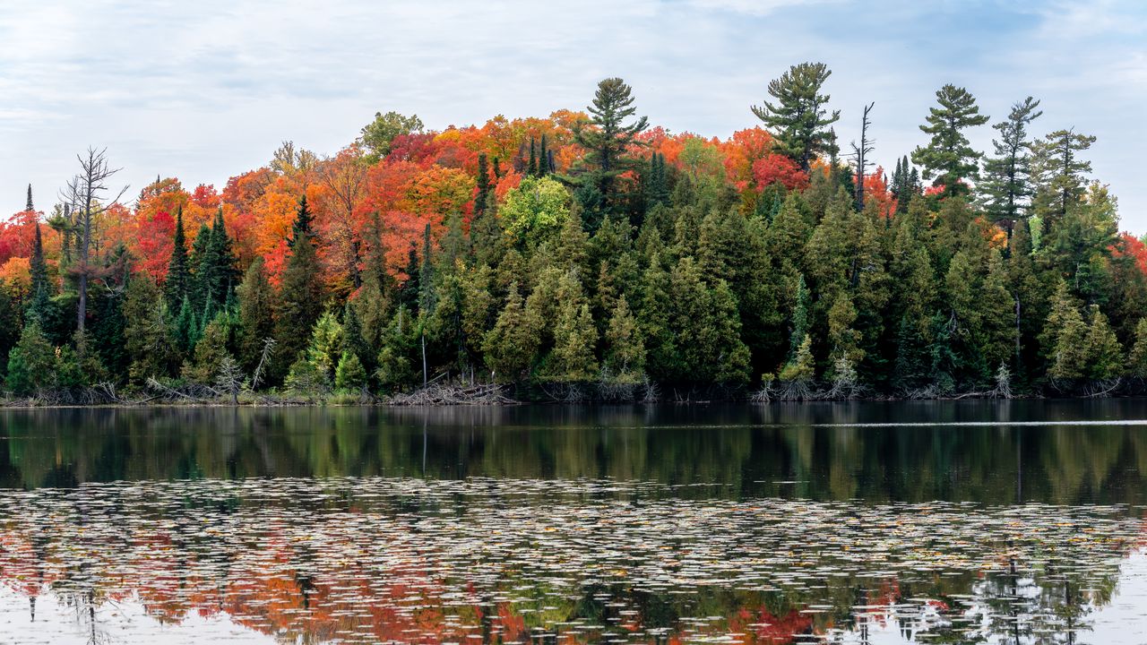 Wallpaper forest, autumn, lake, trees, nature