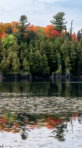 Preview wallpaper forest, autumn, lake, trees, nature
