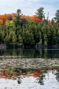 Preview wallpaper forest, autumn, lake, trees, nature