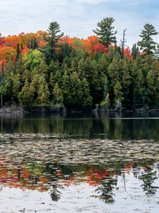 Preview wallpaper forest, autumn, lake, trees, nature