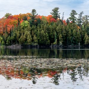 Preview wallpaper forest, autumn, lake, trees, nature
