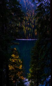Preview wallpaper forest, autumn, lake, branches, dark
