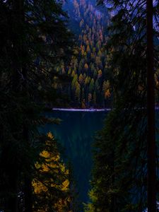 Preview wallpaper forest, autumn, lake, branches, dark