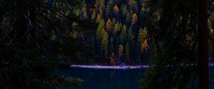 Preview wallpaper forest, autumn, lake, branches, dark