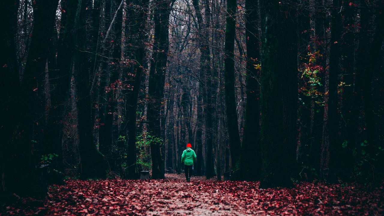 Wallpaper forest, autumn, man, lonely, run, foliage