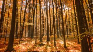 Preview wallpaper forest, autumn, nature