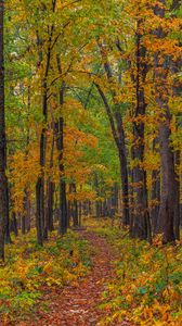 Preview wallpaper forest, autumn, path, fallen leaves, nature